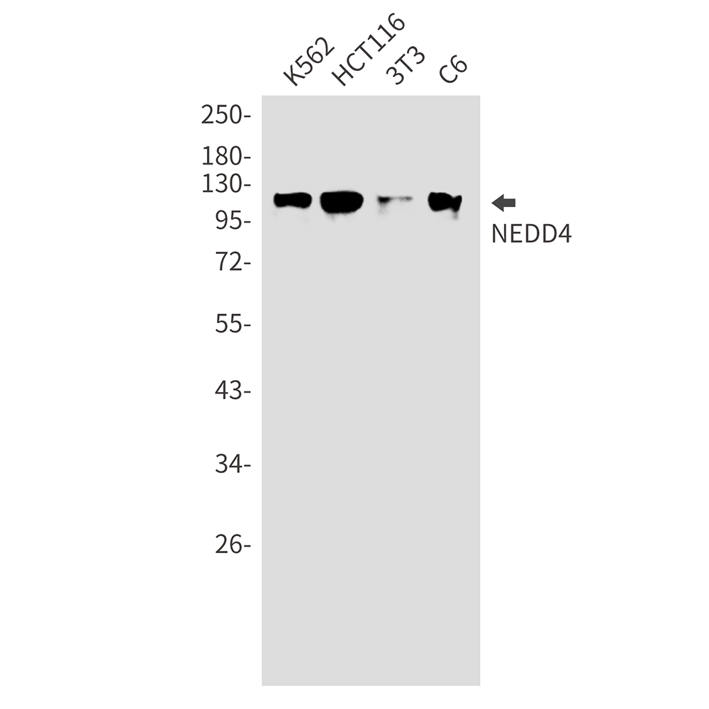 NEDD4