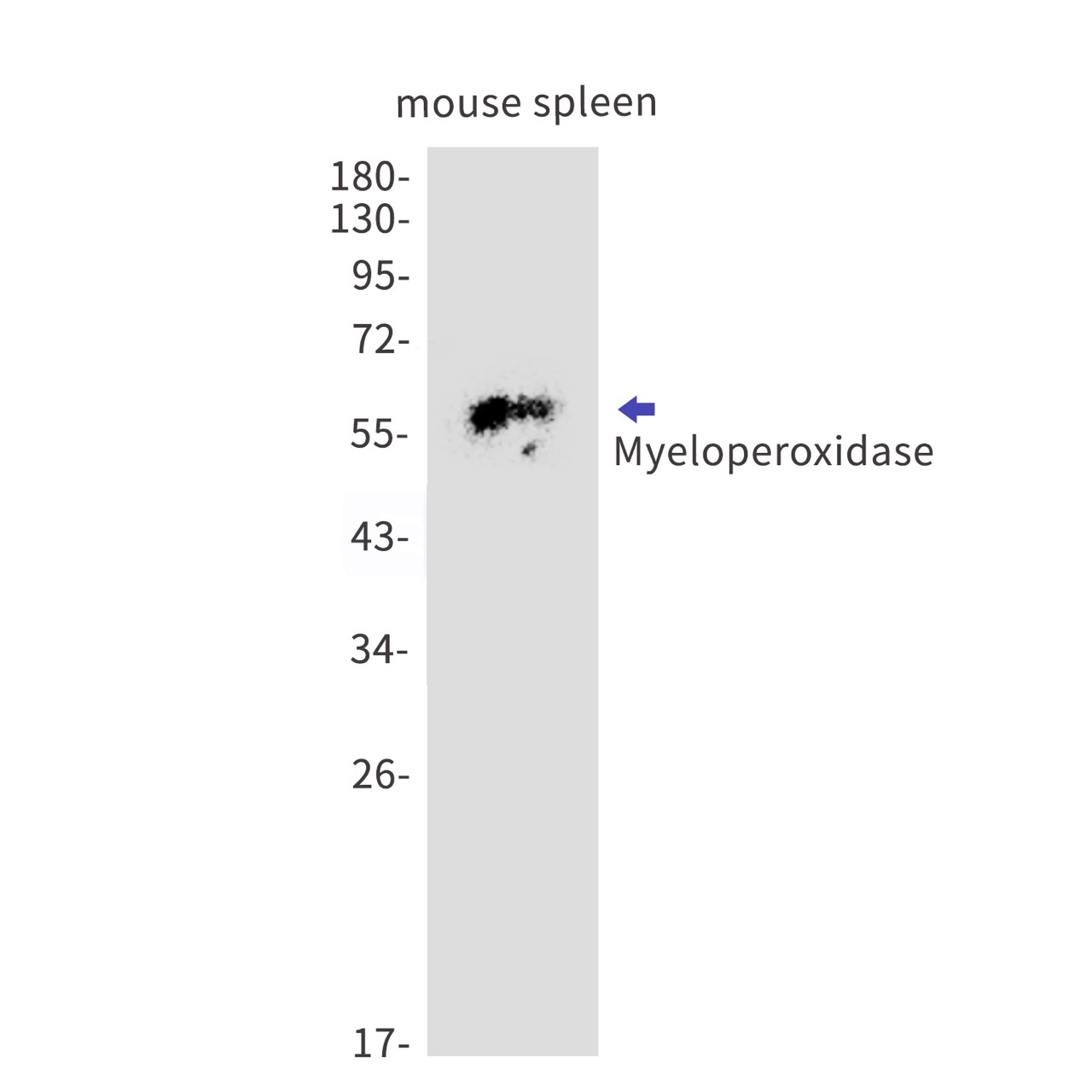 Myeloperoxidase