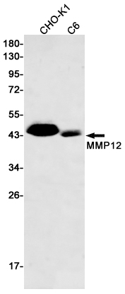MMP12