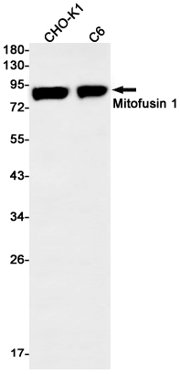 Mitofusin 1