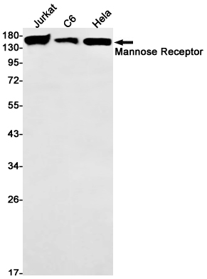 Mannose Receptor