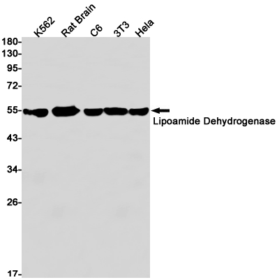 Lipoamide Dehydrogenase