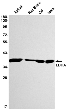 Lactate Dehydrogenase