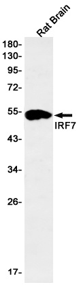 IRF7