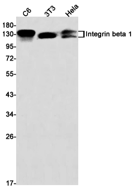 Integrin beta 1