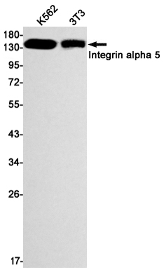Integrin alpha 5