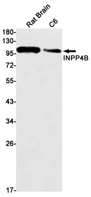 INPP4B