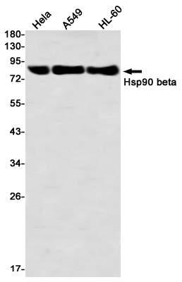 Hsp90 beta