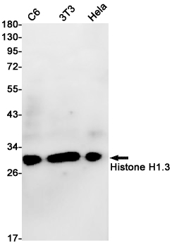 Histone H1.3