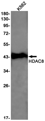 HDAC8