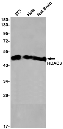 HDAC3
