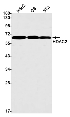 HDAC2