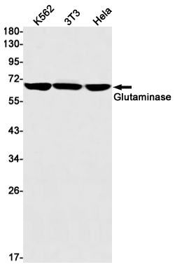 Glutaminase C