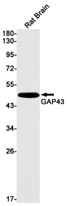 GAP43