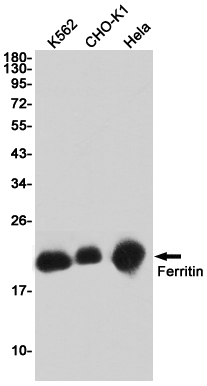 Ferritin