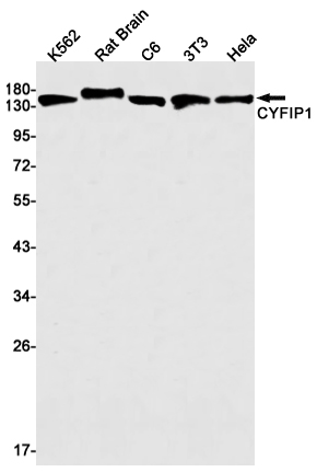 CYFIP1