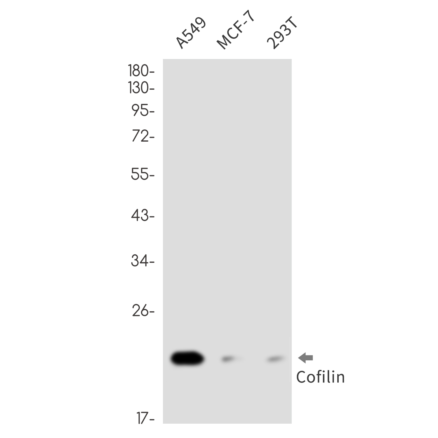 Cofilin