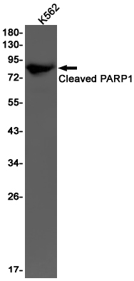 Cleaved PARP1