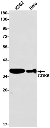 CDK6