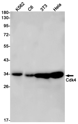 CDK4
