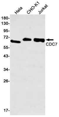 CDC7
