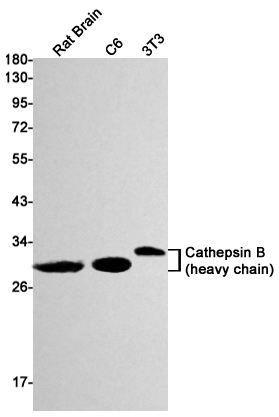 Cathepsin B
