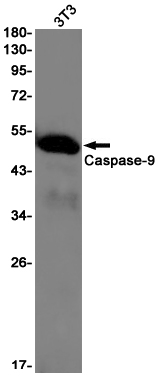 Caspase~9