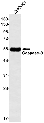 Caspase~8