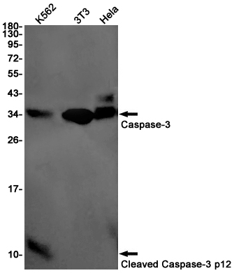 Caspase~3 p12