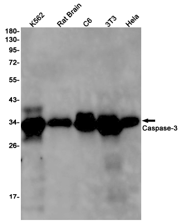 Caspase~3