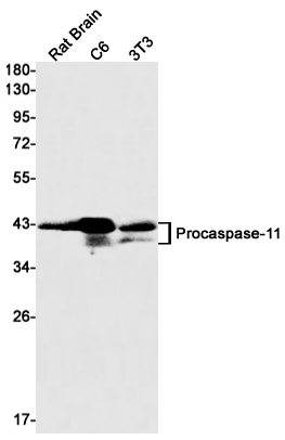 Caspase~11