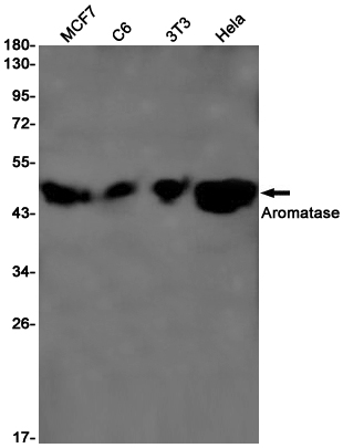 Aromatase
