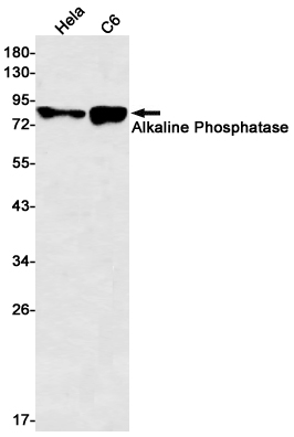 Alkaline Phosphatase