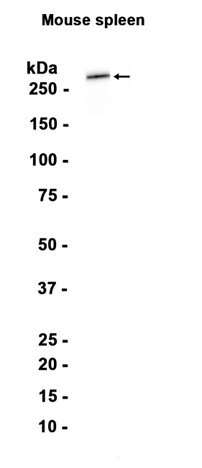 Myosin，smooth muscle heavy chain 1 and 2