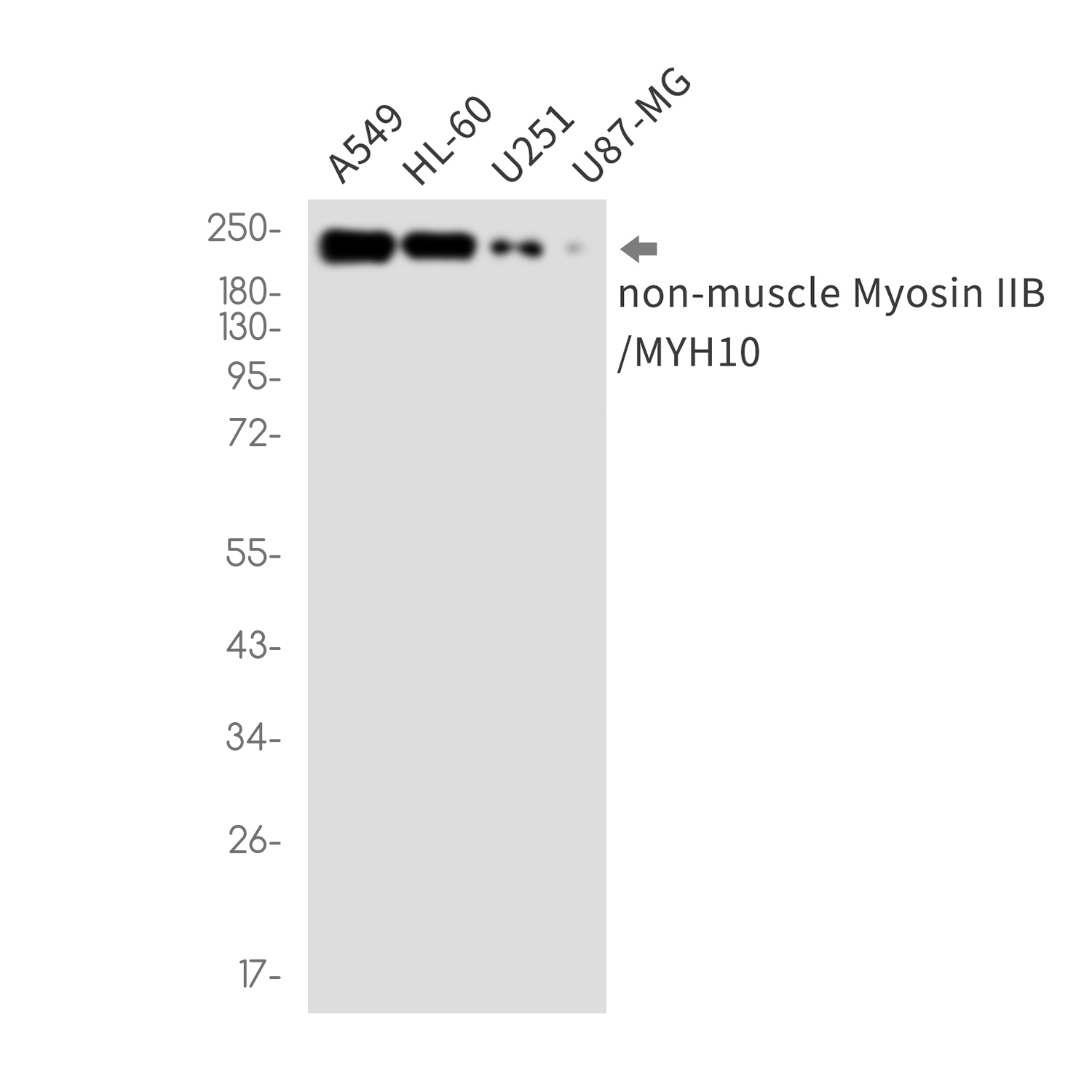 MYH10