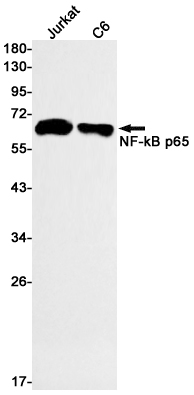 NF~kB p65