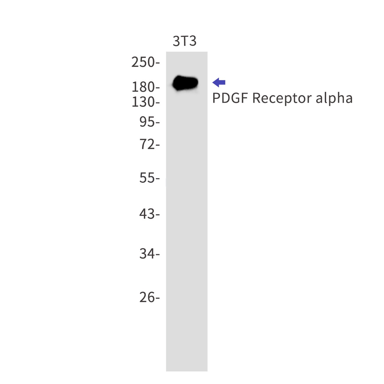 PDGF Receptor alpha