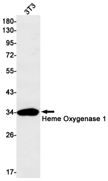 Heme Oxygenase 1