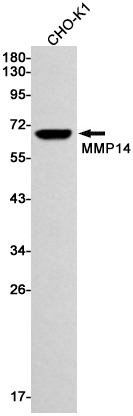 MMP14