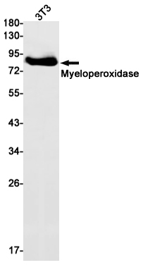 Myeloperoxidase