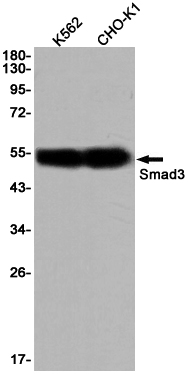 Smad3