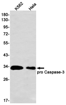 Caspase~3