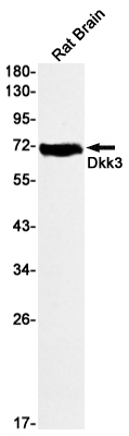 Dkk3