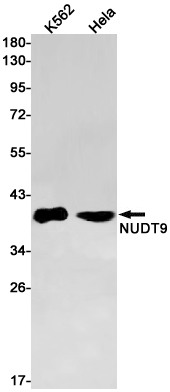 NUDT9