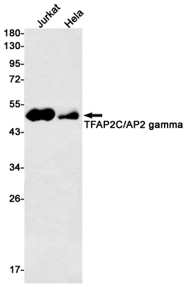 AP2 gamma