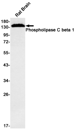 Phospholipase C beta 1