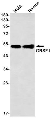 GRSF1