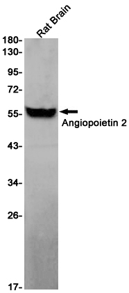 Angiopoietin 2