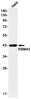 RBM43