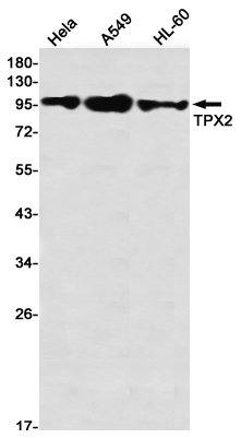 TPX2